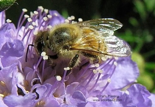 It helps to have a camera to look at the bees.