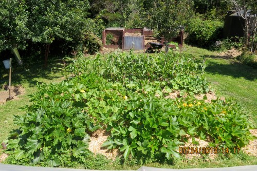 July 24, 2013...Squash and corn bed, almost ready to harvest some.