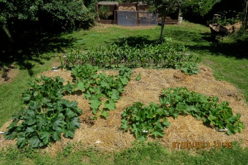July 6, 2013...Squash and corn growing well after mulch added to keep soil from drying out.