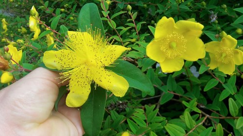 Hypericum Calycinum on left...Hidcote Hypericum on right