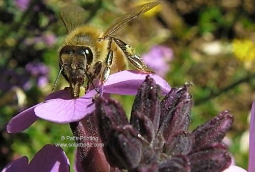 Wallflower, (Erysimum) blooms all summer...and the Bumblebee, honeybees, and butterflies can be seen sipping nectar.  