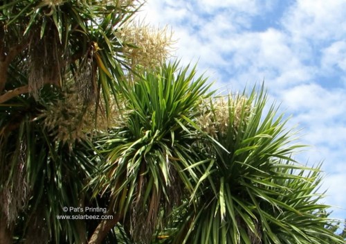 June 11, 2013...Yucca Trees started blooming a few days ago.
