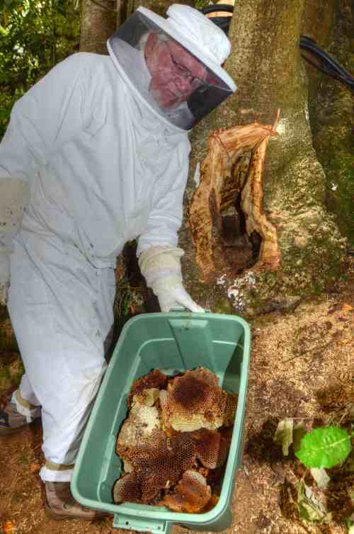 Del shows all the comb that came out of tree