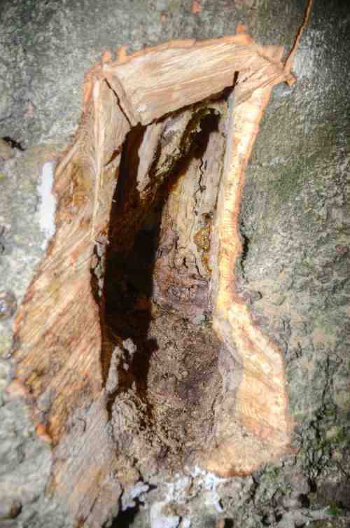 Tree is completely free of bees.