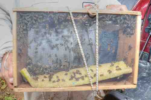 Bee-vacuumed bees