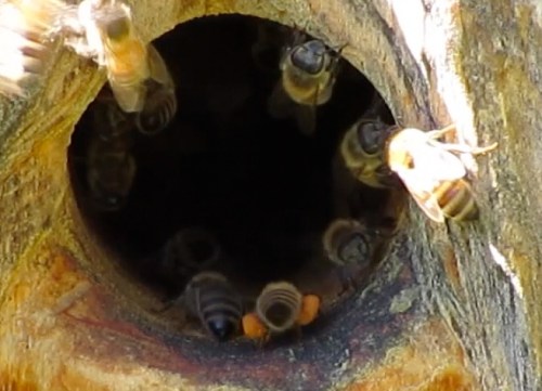 Mid October...the bees are bringing in baskets loaded with orange pollen.