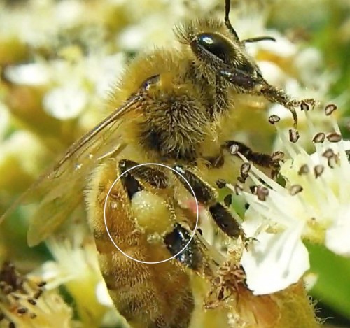 July 1, 2013  Bees love this bush.  Circle shows the color of pollen.