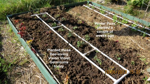 These bee-loving Vision Violet geraniums will bloom from early spring to late summer. Thanks to Bob and Carol Fischer for providing the starts for us.