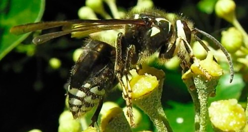 This looks like a white-trimmed black wasp, but it's the wrong habitat for it.  Can anyone ID it for sure?