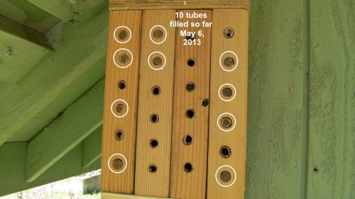 May 6, 2013...10 tubes filled so far.