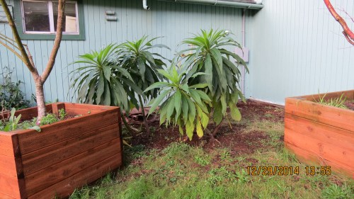 12-29-14...I shot these  back yard echium to show the progress they have made.  No blossoms in 2014 means they will blossom in 2015 (if they make it through the winter without frost damage.