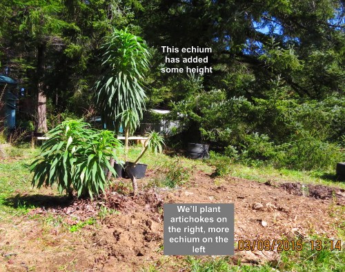 March 9...This echium also has been adding height.  I notice it most when I try to pull the tarp over the top to protect it from frost.