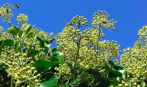 This ivy wall was buzzing with bees...I'm going to get lots of opportunities to shoot bee videos.