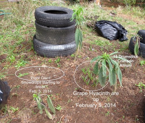 February 5, 2014...Grape Hyacinth and 15 Drumstick Allium are up.  Giant Snowdrops just breaking.