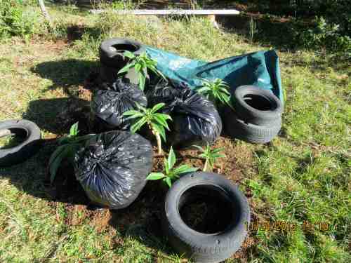 11-24-13...I've had to take drastic action for the cold weather.  Bags of leaves hold up the tarp, tires hold it down.