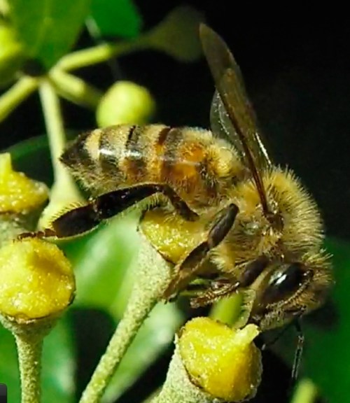 Finally I see an actual honeybee who is sipping nectar, but no pollen is evident.