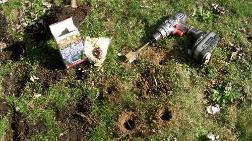 The cordless drill worked well.  I planted 50 bulbs hoping it would be enough to get videos of bees carrying blue pollen in March.