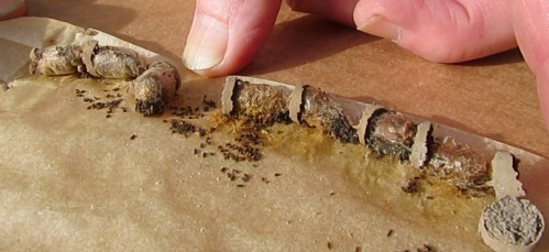 November 17, 2013...adults are inside these cocoons.  Mud partitions clearly visible.