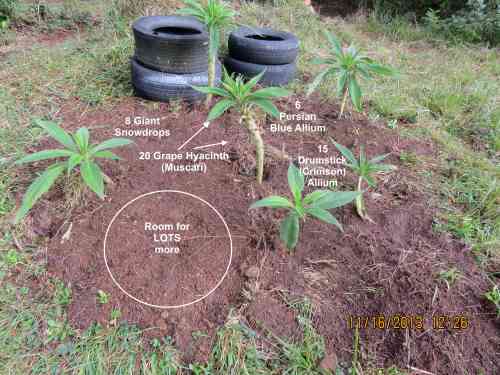 With the addition of bulbs, we'll provide early nectar as well as summer food.