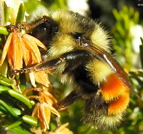 January 14, 2013...a beautiful warm day brought the bees out to the heather.  I saw very few honeybees, but very many bombus Melanopygus (this one) and also Bombus vosnesenskii (yellow-faced bumbles)