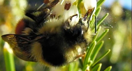 Here you can see the pollen release.  When the bee gets the nectar, the pollen shoots out.
