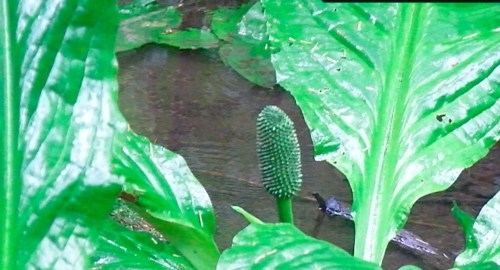 A small pool of water can be seen about two feet upstream before the water flows into the underground.