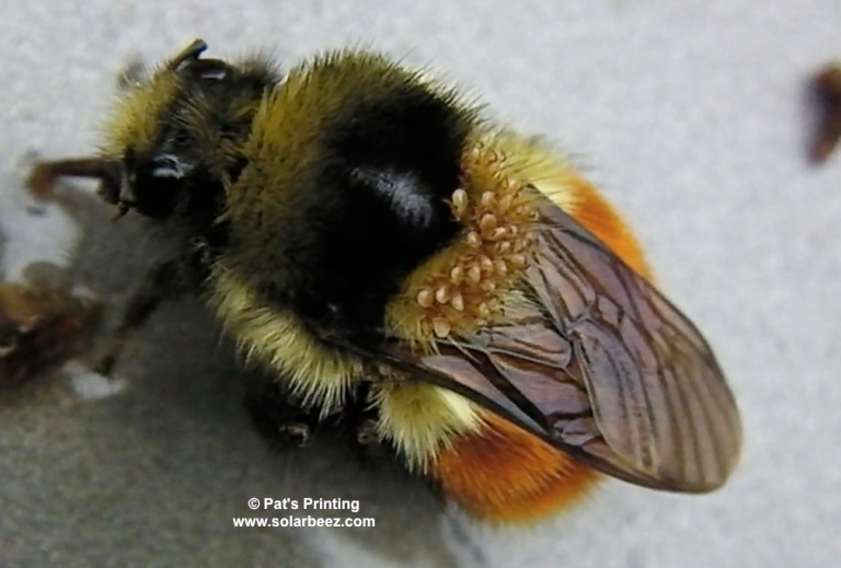 Maybee's Insects bumblebees | Adventures in Natural Beekeeping