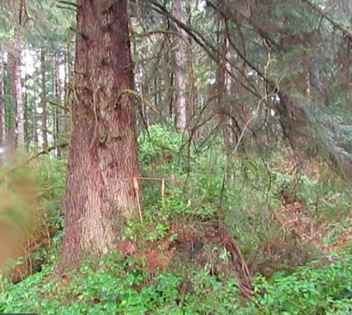 Survey stakes, uh-oh