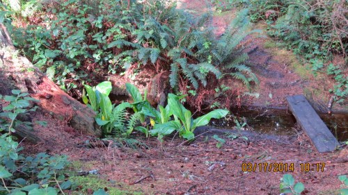 March 17, 2014...Creek still flowing.  Skunk cabbage growing well.