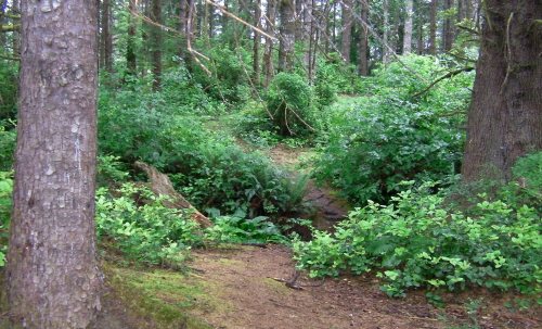 June 23, 2013...The walk into the woods starts here.  The creek usually flows under a wooden plank.  For several months, the water has not been flowing, probably due to the lowest rainfall this year on record.