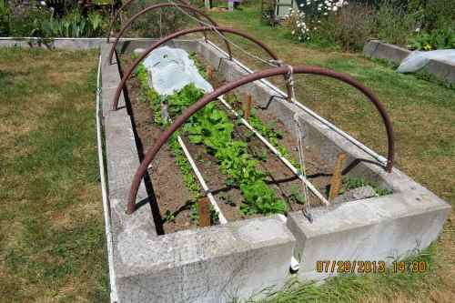 July 28, 2013...turnips are growing nicely in the center, lettuce and kale are on the sides.