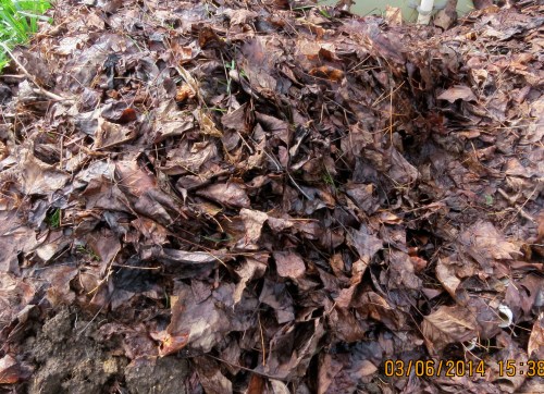 3-6-14...Bees in leaves. Do you see them? Probably not.