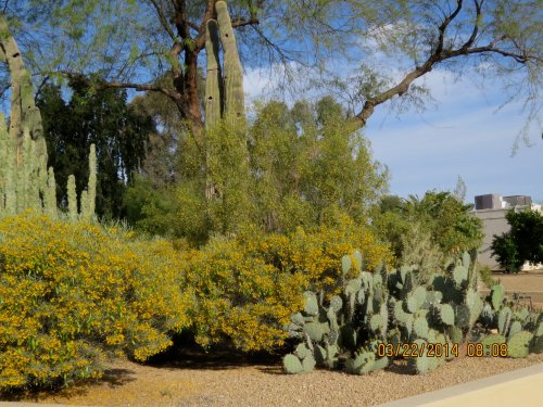 Yellow blossoms on bush