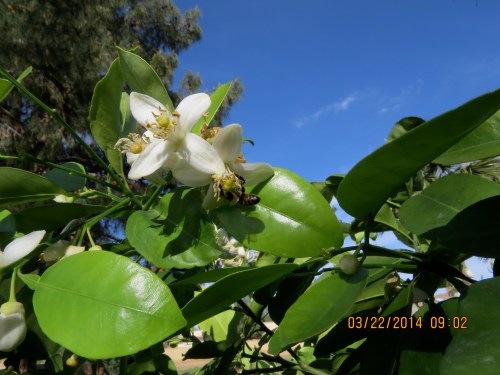 At last I find the bees, right in my own backyard.