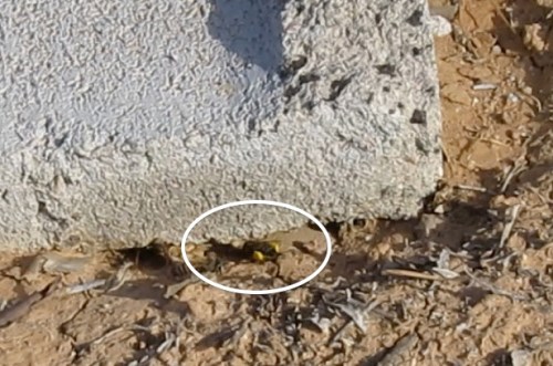 At first I thought these were wasps, because I had never seen a ground hive of honeybees, but here they are with pollen baskets laden.