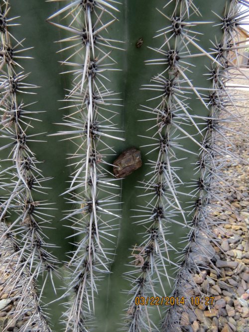 A rock is embedded in this young saguaro. As it grew it must have carried it upward.