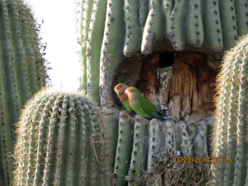 While looking for bees in the Scottsdale area, I found these two green parrots nesting in a saguaro cactus