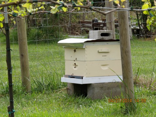 April 27, 2014...Day 3.  The bees seem to be happy.  Maybe they will stay.