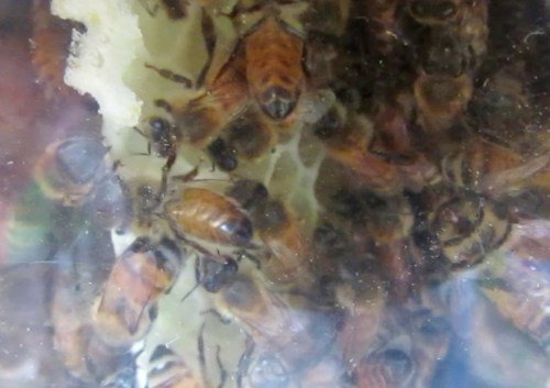 April 18, 2014...#3 box is 3/4 full, time to add box #4.