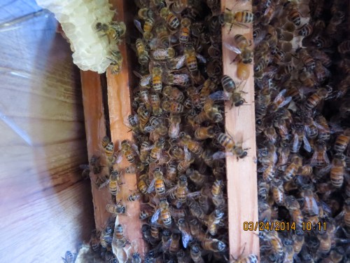 March 24, 2014...bees moved in right away.