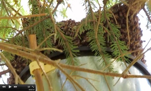 Centering the catcher under the swarm.