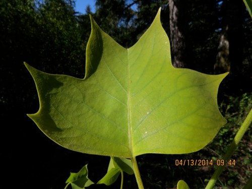 April 13, 2014...As I was walking this leaf back home, I passed Linda's house.  "Linda, how are you at identifying trees," I asked.   "Hummm, that looks like an ivy tree."