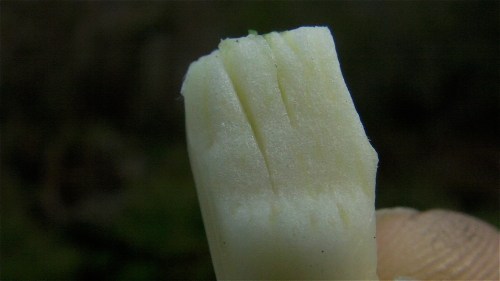 I've heard about this bee sting remedy...soften up the end of a clove of garlic.  Rub it onto the sting.  It seems to relieve the pain and the swelling.