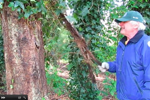 Harv separates a big section of ivy.