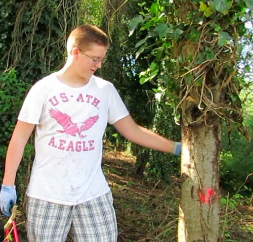 Tristan explains ivy removal