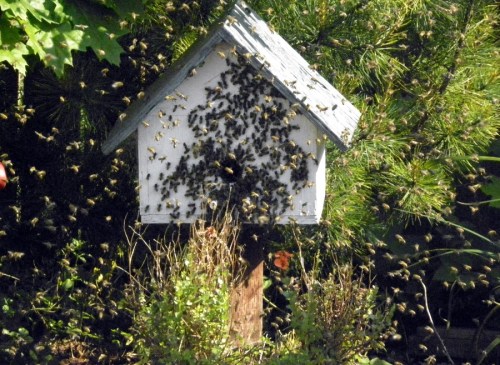 May 1, 2014 Mid afternoon...Photo by Mary Schamehorn.  I'm glad Mary got a shot of this.  When I got there, they were relatively peaceful.