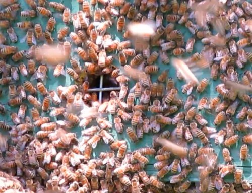 Ten minutes later, the bees appear to be headed back into the hive.
