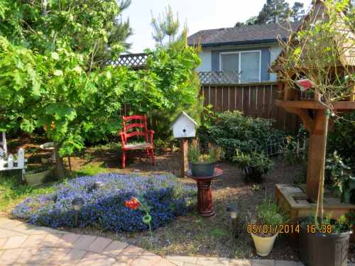 4:38 pm...By the time I got there, the bees had settled in.