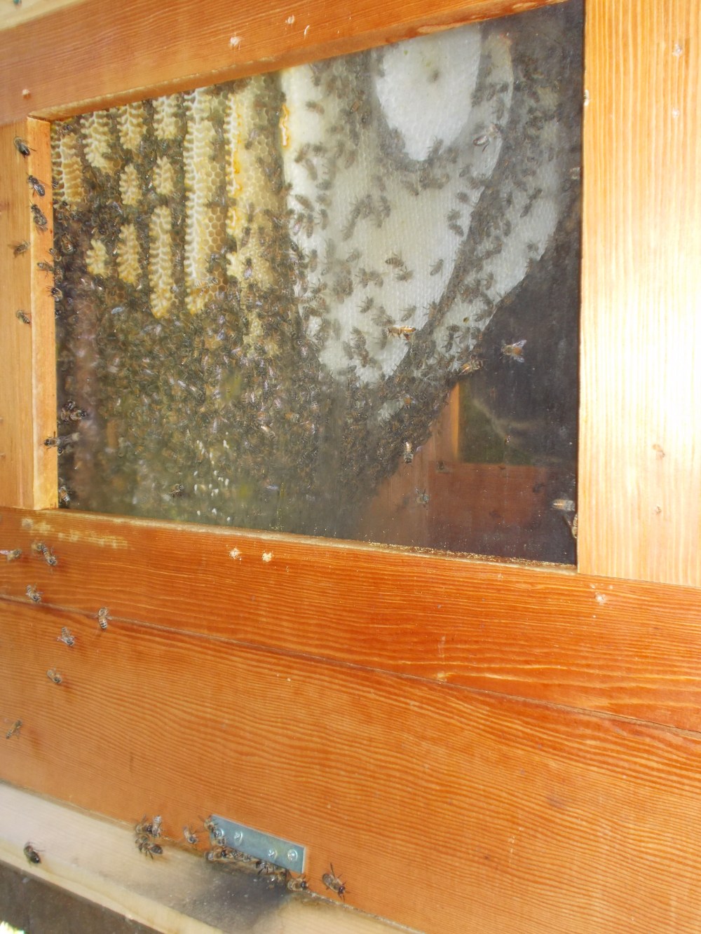 Perone Hive | Adventures in Natural Beekeeping