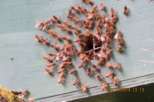 May 19, 2014...While the swarm is forming on the bamboo, bees are fanning at entrance to tree hive.